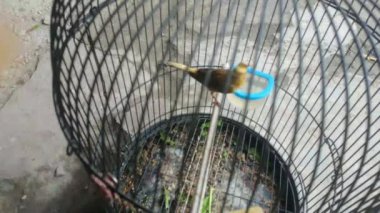 4K shot Kafesteki güzel kırmızı bir kanarya uçar ve bir tüneğe atlar. Kanarya Adaları, Azores ve Madeira 'ya özgü olan kanarya (bilimsel adı: Serinus canari)