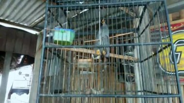 4K Güzel siyah sığırcık vurdu Kebo sığırcık ya da kafesteki Jalak kebo kuşu olarak da bilinir