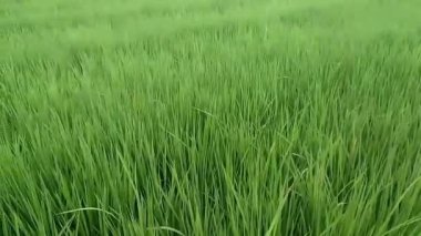 4K Video Orta Çağ 'da yemyeşil pirinç tarlalarını çekti. Öğleden sonra rüzgârı yok.