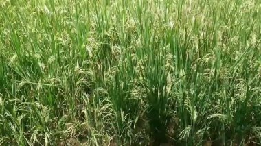 4K çekim videosu tarlalarda pirinç bitkileri toplanmaya hazır, sıcak öğleden sonra