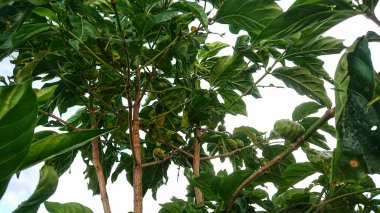 Guava (Psidium guajava) ayrıca guava taşı, guava siki ve guava klutuk olarak da bilinir, Brezilya kökenli tropikal bir bitkidir..