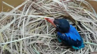 4K parlak mavi bir bebek vurdu Kingfisher saman karton kutu çiftliğinde, köyün varoşlarında öğleden sonra