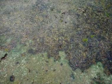 Sert zemin, yağmur mevsiminde koyu yeşil yosunlarla kaplıdır..