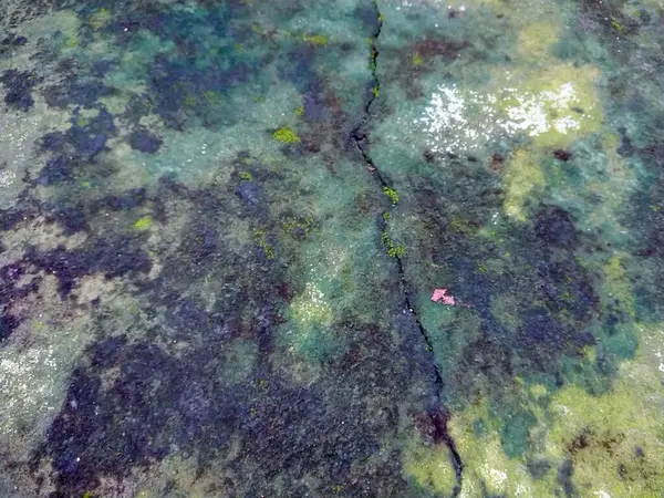 Sert zemin, yağmur mevsiminde koyu yeşil yosunlarla kaplıdır..