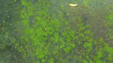 4k Motion video kaba zemin yüzeyi yağmur mevsiminde koyu yeşil yosun ile kaplıdır.