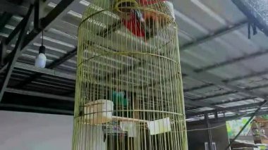 Mandarin Laughingthrush (Poksai Mandarin), Timaliidae familyasından bir kuş türü. Endonezya, Kamboçya, Çin, Laos, Myanmar, Tayland ve Vietnam 'da bulunur..