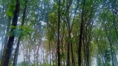 4K video görüntüsü güzel ve taze yeşil meşe ağacının altında sabah köyün kenarında