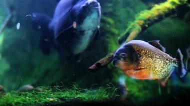 4K, tropikal tatlı su tankında renkli balık ve yosun görüntüsü çekti.