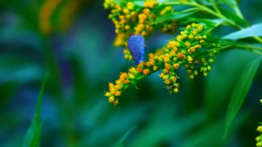 4K çekim videosu güzel kelebek sarı bir çiçeğe tünemiş bokeh yeşili arka planda