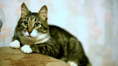 4K Shot video a cat on white background pet lovers