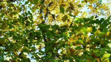 4K, ağaçların gölgesinde, serin tropikal orman bölgesinde video çekti.