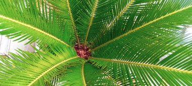 Bu bitkinin sert, odunsu bir gövdesi ve büyük, sert, iğneli yaprakları vardır. Bu yapraklar dairesel bir şekilde büyür ve simetrik bir roset deseni oluşturur..