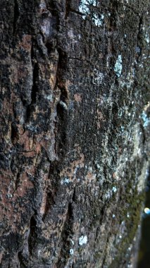 Dikey bir Sapodilla ağaç kabuğu dokusu, Asya ağaçlarının kaba yüzeyi