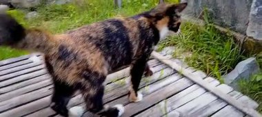 Egzotik bir kedi, öğleden sonra taze bir çimen alanında pirinç tarlasının kenarındaki evin arkasındaki durumu araştırarak etrafta dolaşır. 4K görüntü.