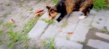 Egzotik bir siyah kahverengi kedi pirinç tarlalarının arka tarafındaki durumu araştırıyor..