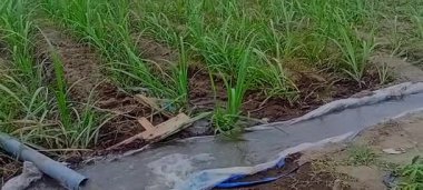 Sulama nehirlerindeki şeker kamışı pirinç tarlaları için sulama sistemi, tropikal iklim köylerindeki geleneksel tarım endüstrisi. 4K görüntüler.