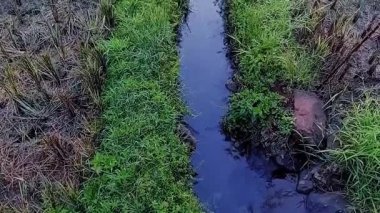 4k video, küçük bir nehir, temiz sakin su akışı, pirinç tarlaları arasında, serin sabah manzarası. Doğa manzarası.