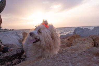 Kumsalda eli olan sevimli bir köpeğin yakın çekimi.