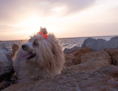 Manastır sahilinde bir köpek