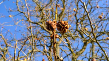 Bir kestane ağacının boş dallarında iki kestane olgunlaşmış. Ağaç kabuğu açıldı. Fetüs görünür..