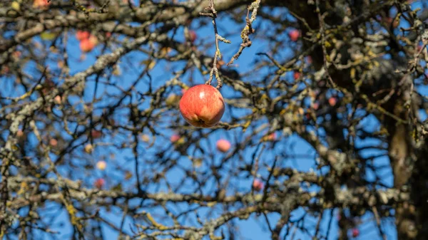 Höstdagen Trädgård Skottet Visar Ett Moget Rött Äpple Ett Träd — Stockfoto