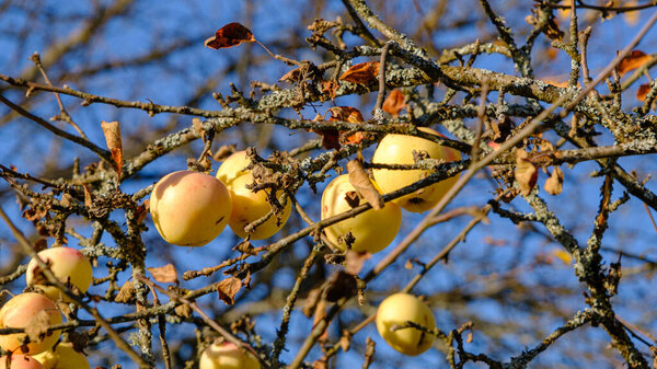Autumn day. Country garden. The shot shows ripe yellow apples on a tree. A tree without leaves in late autumn