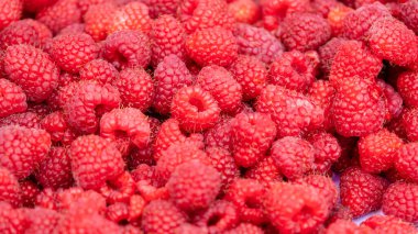 Bir sürü ahududu. Ahududu arka planı, tatlı ahududu. Ekim 'de sonbahar sonu ahududu.