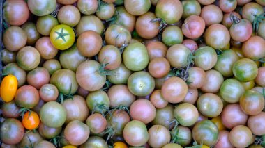 Bir sürü küçük yeşil domates. Biraz sarı ve bir sürü açık kırmızı..