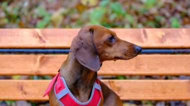 Dachshund köpeği dışarıda. Güzel Dachshund ahşap bankta oturuyor. Standart pürüzsüz saçlı bir dachshund..