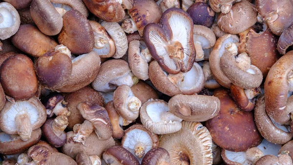 Muitos Cogumelos Shiitake Alimentos Frescos Saudáveis Vegetarianos — Fotografia de Stock