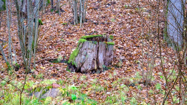 Stary Kikut Żółty Klon Liście Jesiennym Lesie Jesienny Krajobraz Jesień — Zdjęcie stockowe