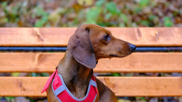 屋外でダックスフンド犬 美しいダックスフントは 木製のベンチに座っている 自然の中で標準的な滑らかな髪のダックスフント — ストック写真