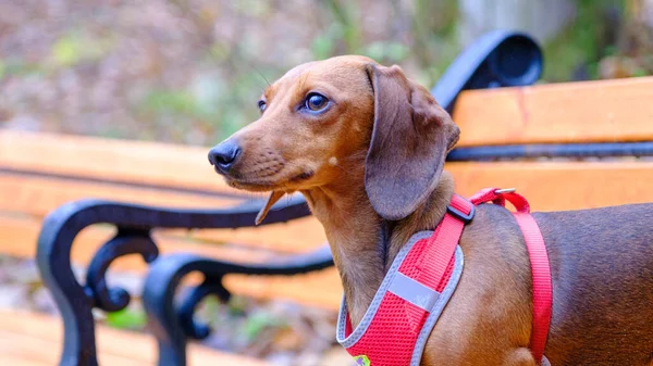 屋外でダックスフンド犬 美しいダックスフントは 木製のベンチに座っている 自然の中で標準的な滑らかな髪のダックスフント — ストック写真