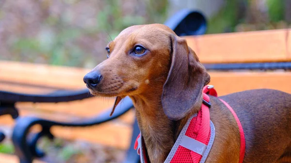Dachshund Pies Świeżym Powietrzu Piękny Dachshund Siedzi Drewnianej Ławce Standardowy — Zdjęcie stockowe