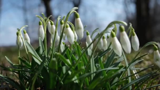 Nieves Blancas Primavera Temprana Bosque Flores Blancas Primavera Temprana Bosque — Vídeo de stock