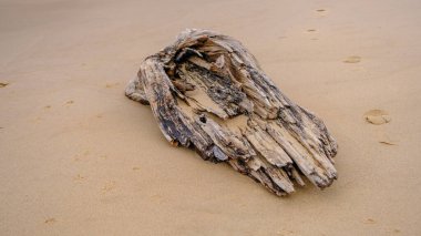 Riga Körfezi 'ndeki Baltık Denizi kıyısındaki ücra bir sahilde sürüklenen odun parçaları bulundu..