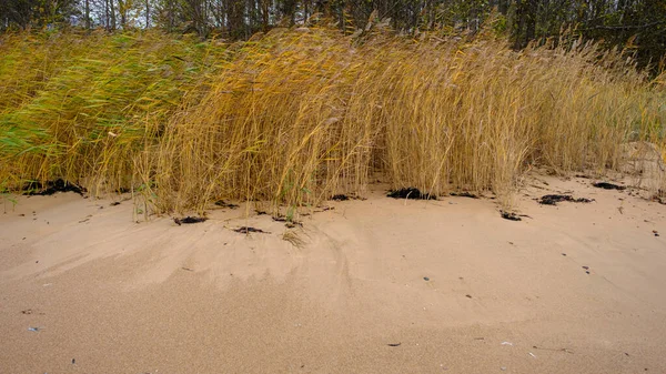 砂丘の間に葦と乾燥した草を持つ美しい砂浜 夏と休日のコンセプトで旅行 — ストック写真