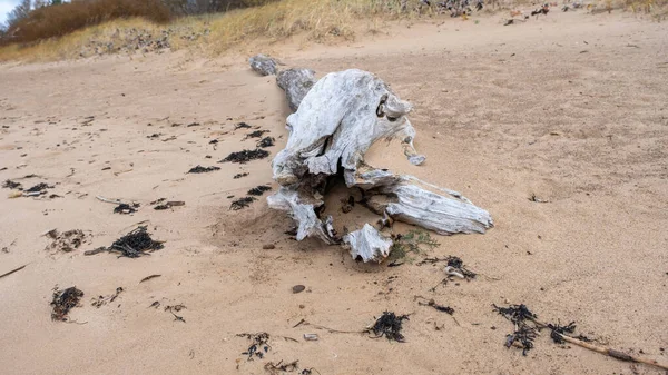 Pedaços Madeira Deriva Apareceram Uma Praia Remota Nas Margens Mar — Fotografia de Stock