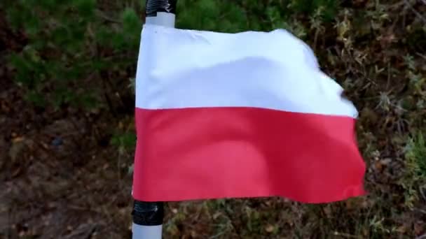Small Polish Flag Flutters Wind Symbol Patriotism Strength — Video