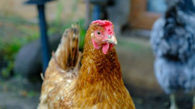 Vahşi doğadaki kır tavukları. Tavuk yakın plan Mutlu tavuklar.