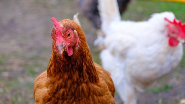 Vahşi doğadaki kır tavukları. Tavuk yakın plan Mutlu tavuklar.