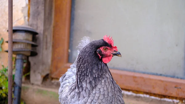 Landhühner Freier Wildbahn Huhn Aus Nächster Nähe Glückliche Hühner — Stockfoto