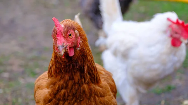 stock image Country chickens in the wild. Chicken close-up Happy chickens.