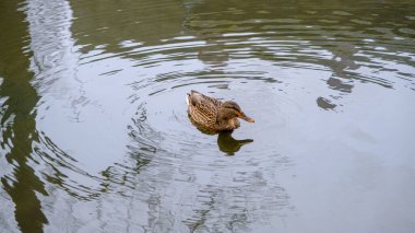 Şehir göletinde yüzen ördeğin yatay görüntüsü. Kuldiga park göleti.