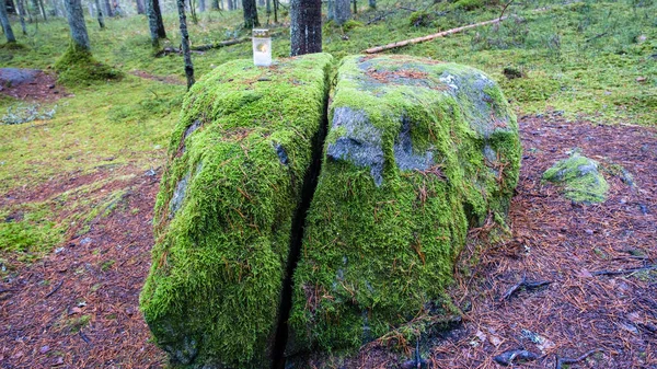 Duży Kamień Lesie Pokryty Zielonym Mchem Jesiennym Lasem Kamień Jest — Zdjęcie stockowe