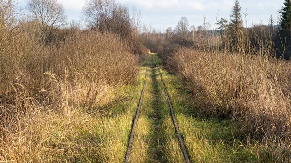 Στενή Σιδηροδρομική Γραμμή Στο Δάσος Σημείο Εξαγωγής Της Τύρφης Βάλτος — Φωτογραφία Αρχείου
