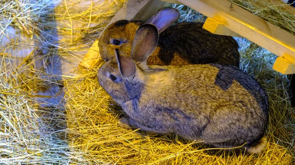 Dos Conejos Enanos Jóvenes Sentados Uno Lado Del Otro —  Fotos de Stock