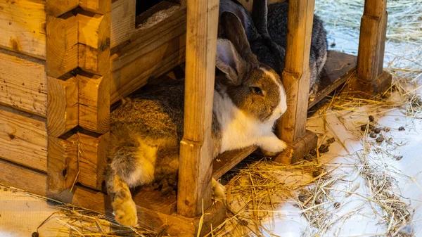 Dos Conejos Están Durmiendo Descansando Junto Casita —  Fotos de Stock