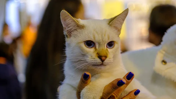 Een Heel Mooie Kat Met Mooie Blauwe Ogen Handen Van — Stockfoto