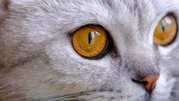 Close-up of an orange cat\'s eye. A gray cat looks out the window